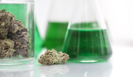 Umfrage zu medizinischen Cannabisblüten