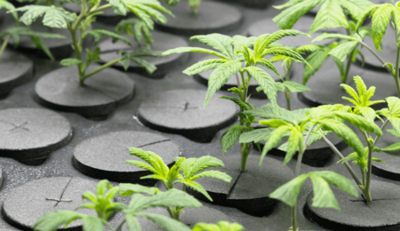 Mantenimiento de plantas madres de cannabis: carencias, podas, esquejes.