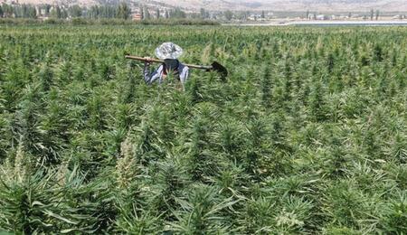 Il Libano diventa il primo Paese arabo a legalizzare la coltivazione di cannabis per uso medico nel tentativo di superare la crisi economica