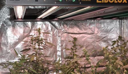 Luminaria LED profesional para cultivo de marihuana con canales para ajustar el espectro lumínico