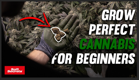 The Perfect Grow: Learn How to Grow Cannabis in 10 Episodes