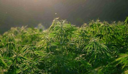 New Buffalo Cannabis: Understanding THC, CBD & Products