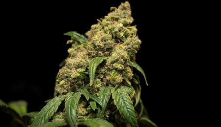 ¿Cómo incorporar níquel en el cultivo de cannabis?