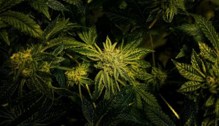 Could Indiana move toward ending cannabis prohibition? Explore Rep. Mitch Gore’s 2026 bill to legalize 2oz possession and personal home grow for Hoosiers.