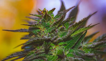 Learn how to boost indoor cannabis yields and fragrance. Master PPFD, late-stage temperature drops, sulfur inputs and EC tapering for maximum terpene profiles. 