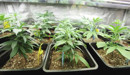 Cannabis indoor in terra?