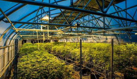 As federal reform nears, patent trolls are targeting successful cannabis brands with costly lawsuits. Learn how these IP threats work and how operators adapt.