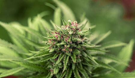 Canapa industriale: il Consiglio di Stato rimanda il divieto sulle infiorescenze alla Corte Europea