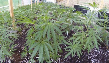 Coltivazione di marijuana outdoor: inizia la stagione!