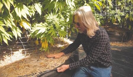 Jorge Cervantes: l'irrigazione per le piante di cannabis