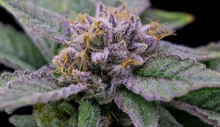thc