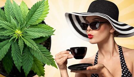 From long-lasting pain relief to neuroprotection, explore the multiple benefits of using cannabis tea. Includes a step-by-step guide for home brewing pot tea. 