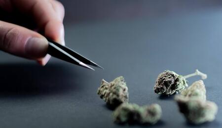 is fentanyl-laced weed a myth?