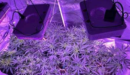 ThinkGrow Model-H Horticulture LED Grow Light