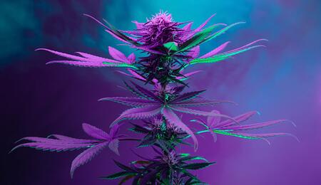 Útiles para controlar el cannabis: Ec, pH y luz