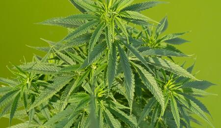 Cultivo de marihuana en verano con LED Heisenberg 600W