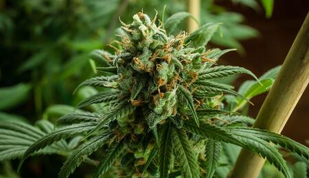 Cannabis: cause e rimedi per guarire le nostre piante morenti