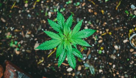 planta de marihuana