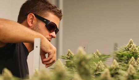 Sof cultivador de cannabis profesional en Tailandia