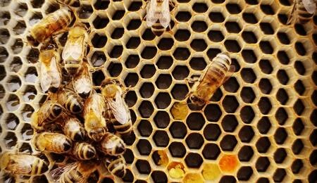 abejas