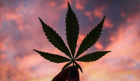 Cannabis ad alto contenuto di CBD – La realtà è uno sballo!