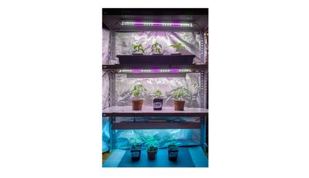 Luz ultravioleta en el cultivo indoor - Soft Secrets