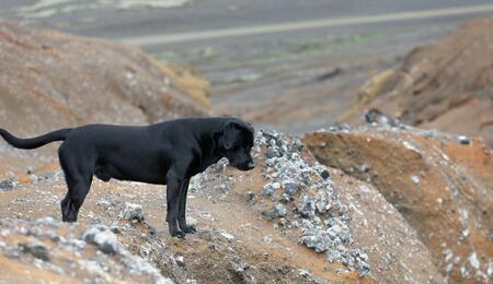 A Labrador named Tokyo was rescued from the UK’s highest mountain, after which veterinarians concluded the dog likely ingested discarded cannabis product. 