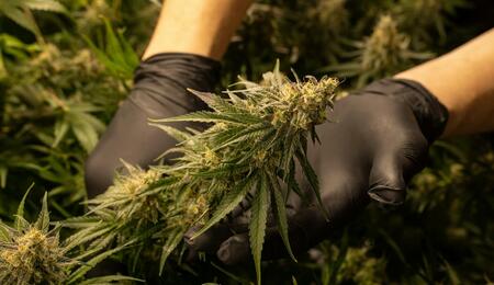 More than 300 Ascend Wellness workers in Illinois have ratified their first Teamsters contract, ending one of the largest strikes in the US cannabis industry. 