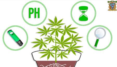 Lavado de raíces en tus plantas de marihuana