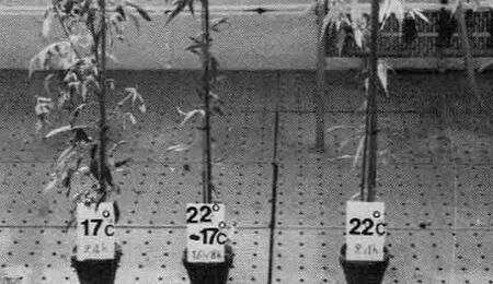 Le phytotron de Gif-sur-Yvette (1960-1986)