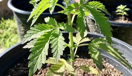 Darf man sein eigenes medizinisches Cannabis anbauen?  