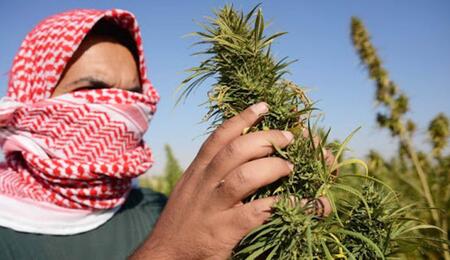 Liban: premier pays arabe à légaliser l'agriculture du cannabis pour usage médical dans sa lutte contre la crise économique