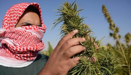 Libanon jako první arabská země legalizuje pěstování konoúpí pro léčebné využití, chce tak čelit ekonomické krizi