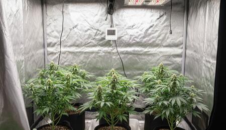 Armario de cultivo interior de cannabis moderno con plantas sanas, luminarias LED y sodio, ventilación y equipo completo para cultivo eficiente