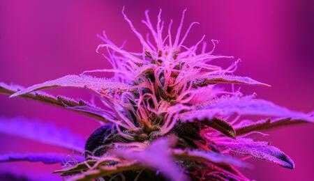 Aprende a escoger luz LED para cultivo de marihuana.