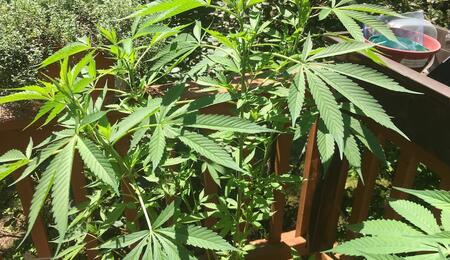 Luxembourg has launched its first legal home cannabis gardening service. Learn about the 2023 law allowing four plants and how residents are growing legally.