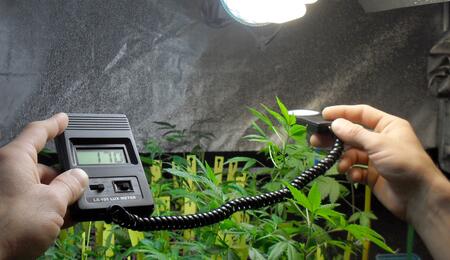 Luxómetro en marihuana: vegetativo, esqueje, germinación y floración.