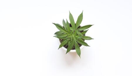 Luz blanca en la marihuana: vegetativo, germinación y floración