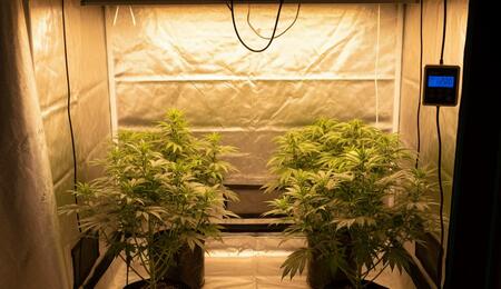 Plantas de marihuana cultivadas en interior bajo lámpara de sodio móvil y sistema profesional de control de luz y CO2