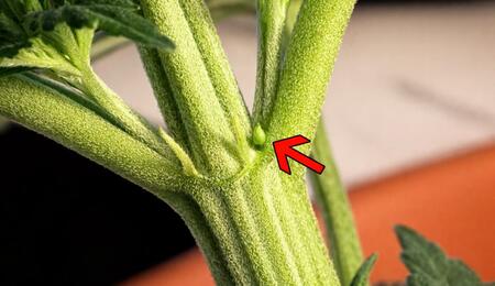 Close-up macro photo of a cannabis plant node showing an early female pre-flower forming at the junction of the main stem and branch, highlighted with a red arrow to illustrate early sex identification during the vegetative stage.