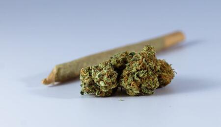 ¿Cómo manejar un cultivo de marihuana vegana o vegánica?