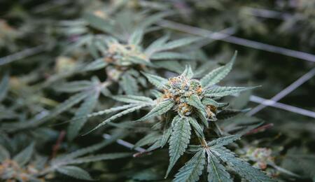 ¿Cómo elegir una maceta para el cultivo de cannabis?