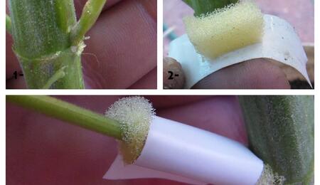 Los acodos permiten formar raíces en una planta, cortar y propagar.