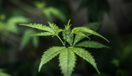 ¿Por qué la marihuana autofloreciente mitiga daños de lluvia y humedad?