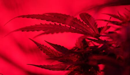 Floración en la marihuana espectro rojo y PAR.