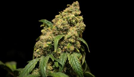 Silicio (Si), sodio (Na) y cobalto (Co): micronutrientes no esenciales contra el estrés que mejoran disponibilidad de nutrientes.