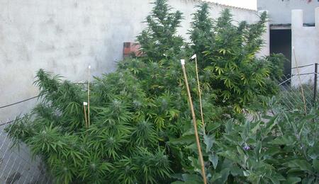 Plantas de marihuana en floración
