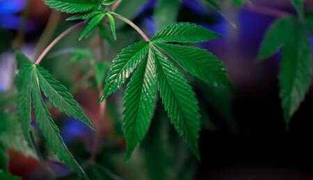 ¿Cuándo fertilizar marihuana en estado vegetativo?