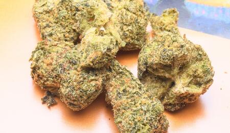 Marihuana legal en Holanda