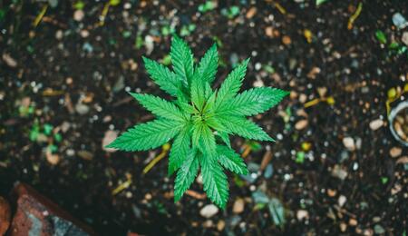 ¿Cómo reciclar la tierra de una maceta de marihuana al sol?
